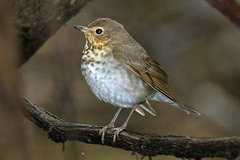 Swainson's Thrush
